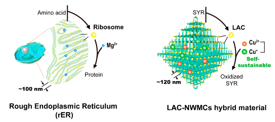 When the enzyme meets the nanowire